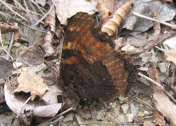Nymphalis polychloros
